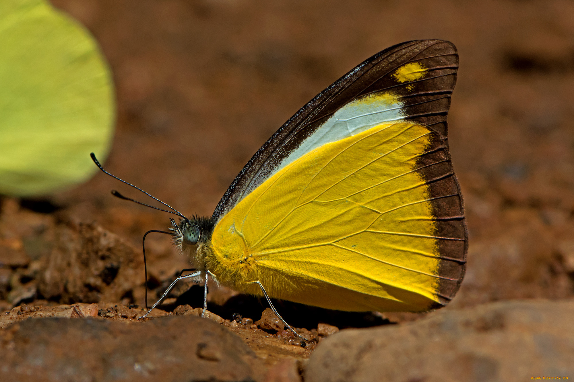 appias lyncida - chocolate albatross, , ,  ,  , 